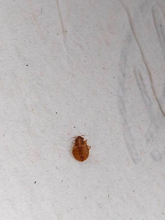 Dezinsectii dezinfectie deratizare