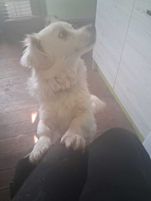 Животинчета продажба