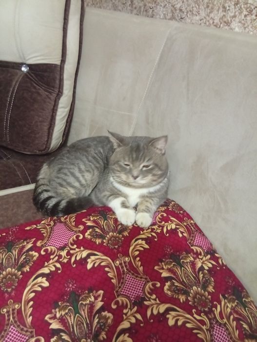 Asal mushukchamiz aqilli latokgaqiladi axlatini emlangan