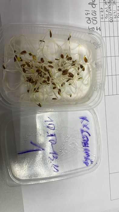 Продам семена льна