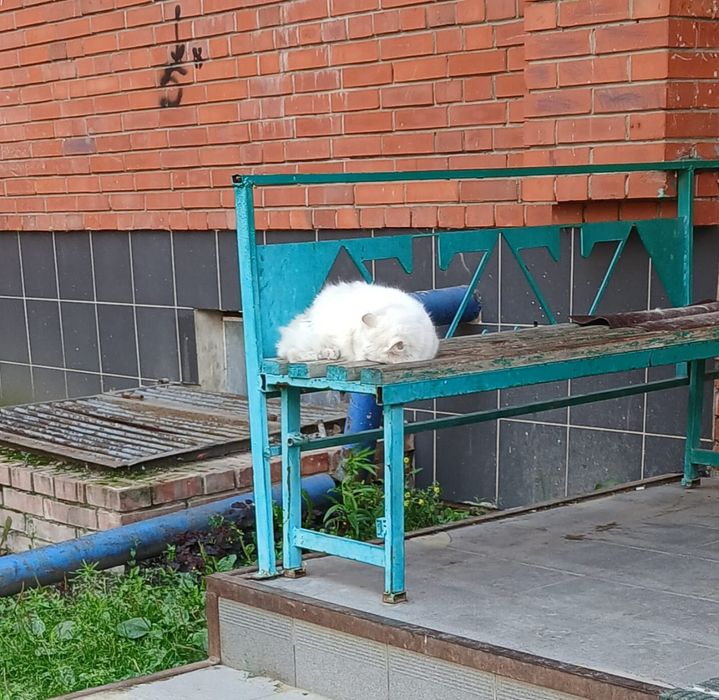 Котик Беляш.ищет дом