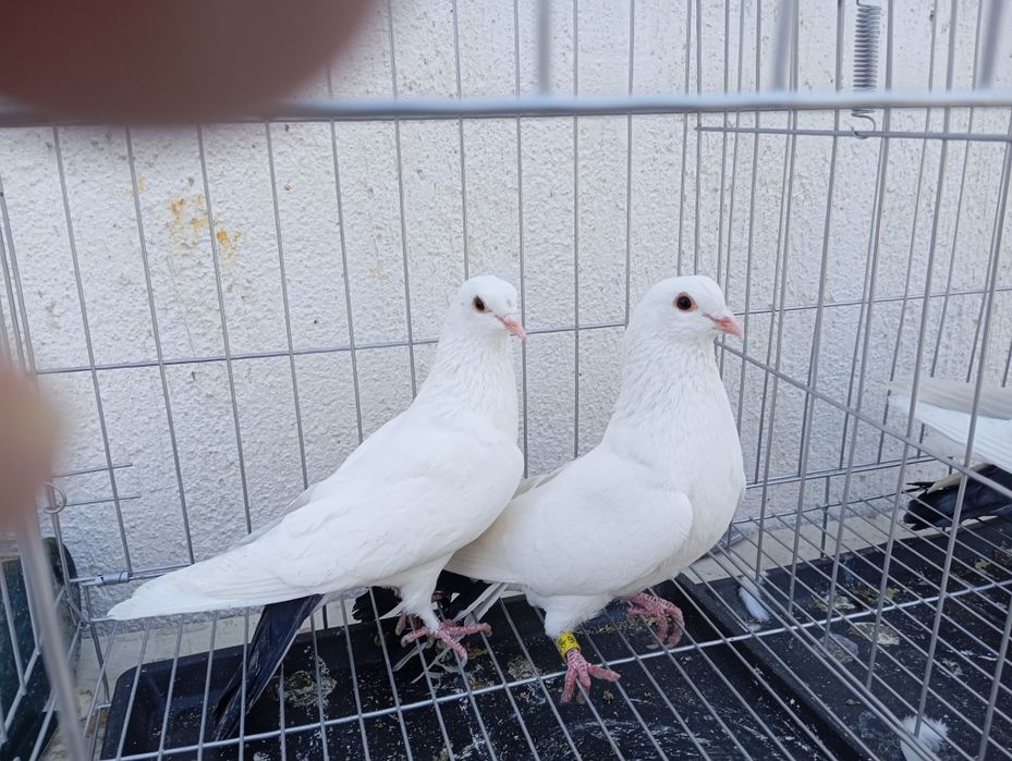 Продаются голуби
