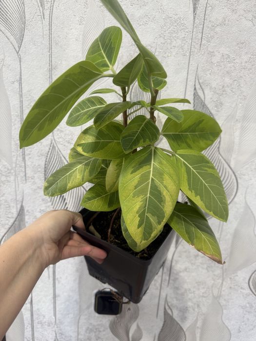 Продам фикусы разные