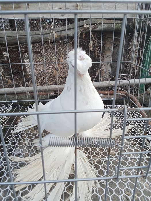 Продам голубей хороших