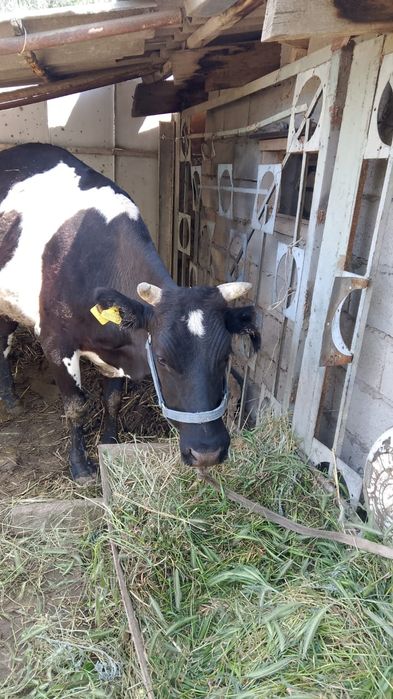 Продам корову с телёнком