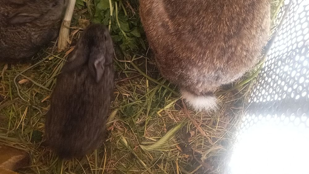 Hama quyon 100 mindan