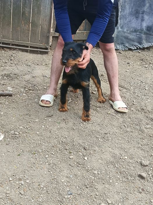 Jagdterrier disponibili pereche