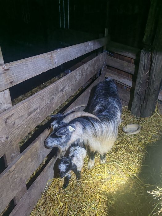 Vând capre sau schimb cu oi