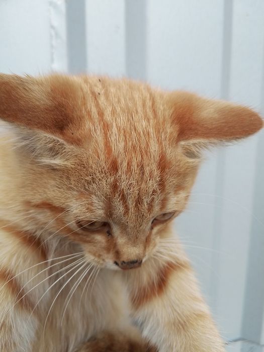 Красивые котята от мамы крысыловки