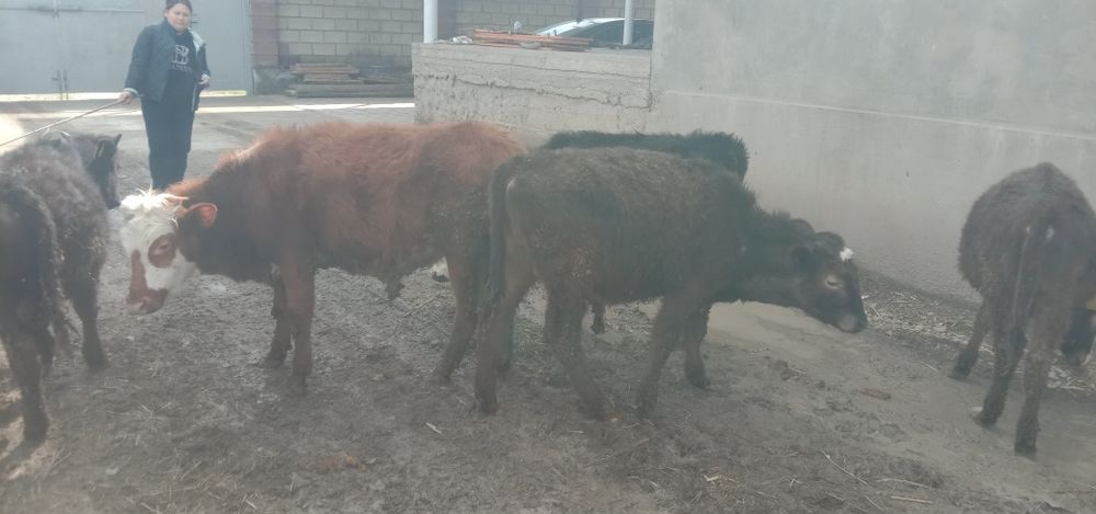 Бука сатылады багасы 320000тг