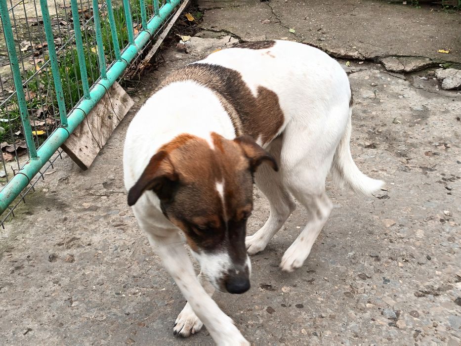 Подарява се Лазар