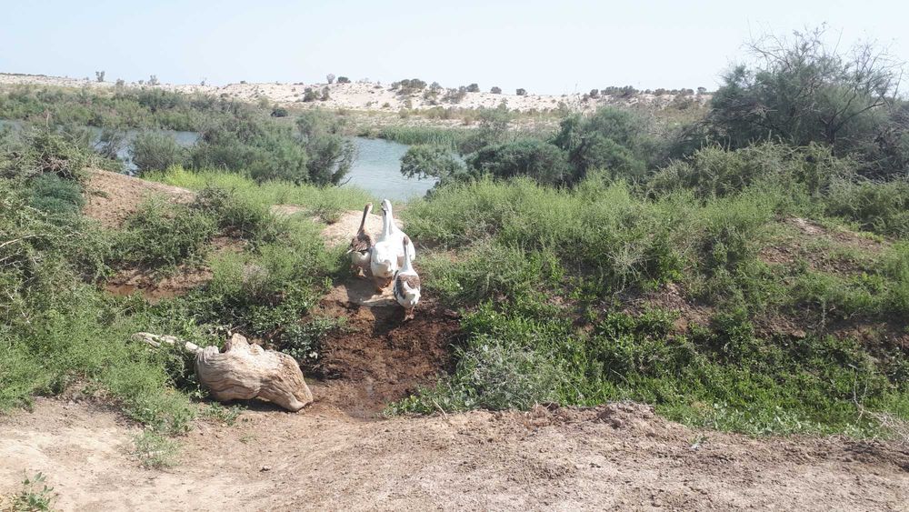 Қаздар  сатылады.