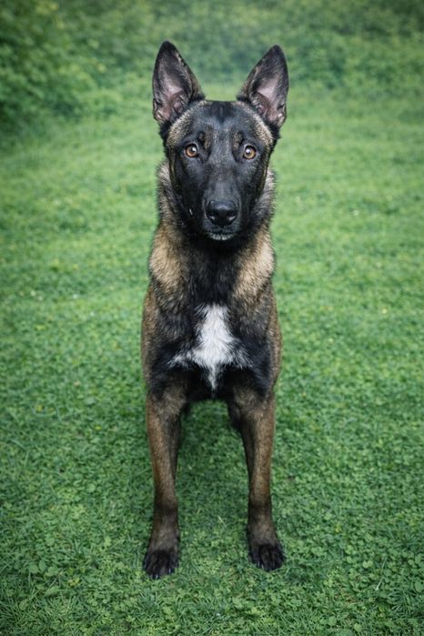 Malinua belgiyiyiski afcharcha