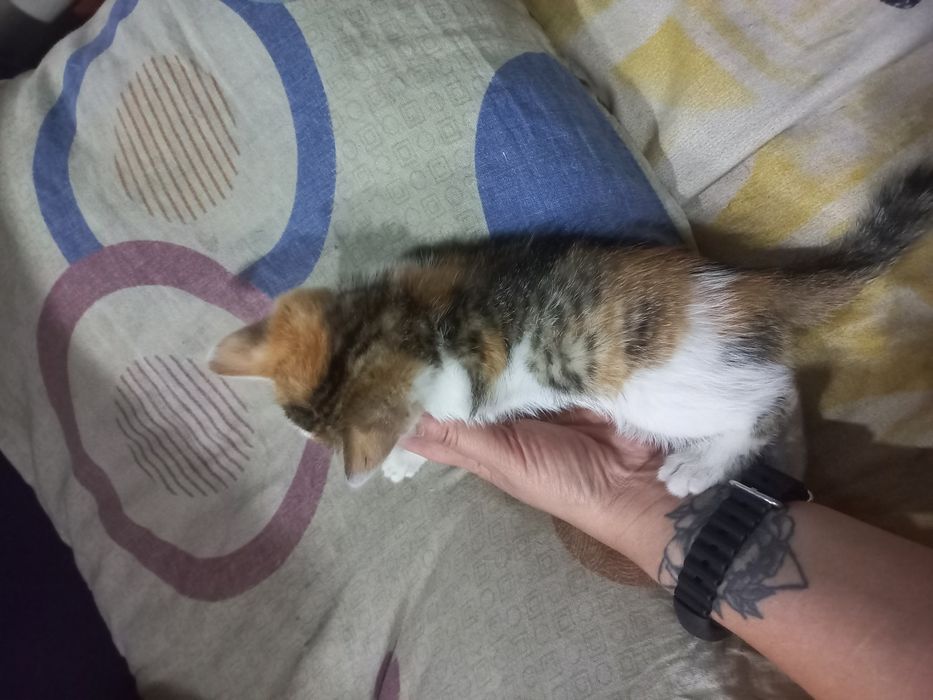 Отдам даром срочно