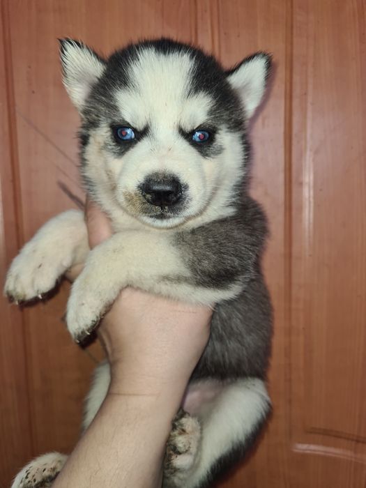 Продам щенков сибирской хаски.