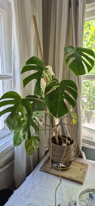 Monstera Albo Variegata