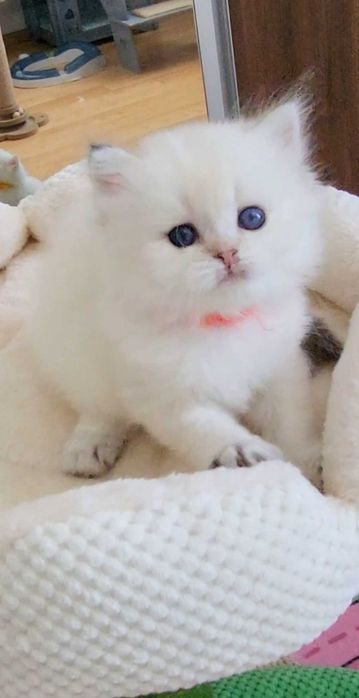 Fetita British Longhair alba cu ochi albastri - linie selecta