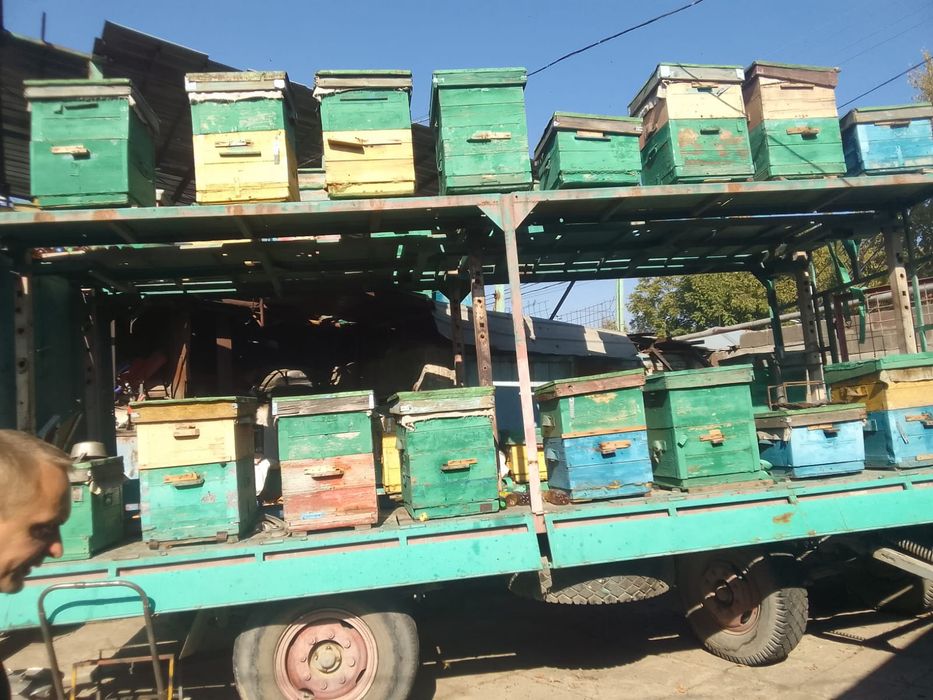 Пчёлинные семьи в ульях