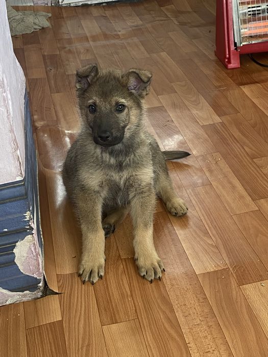 Отдам в добрые руки щенков