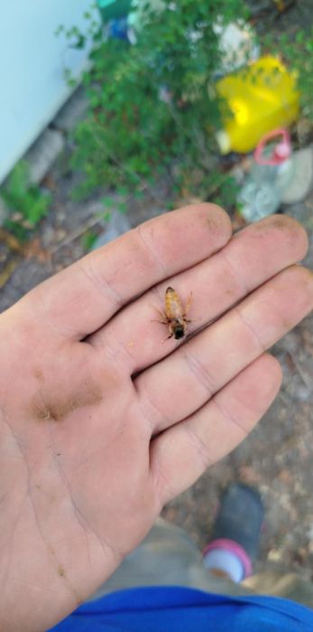 Продавам Пчелни майки 2026