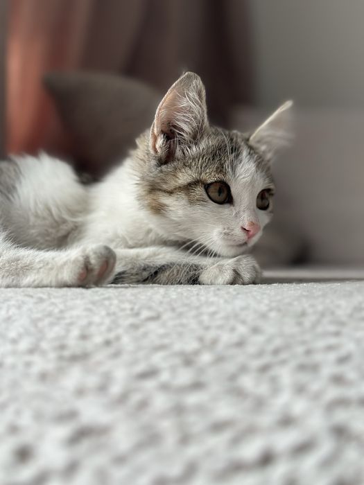 Котенок мальчик 2 -2.5 месячный