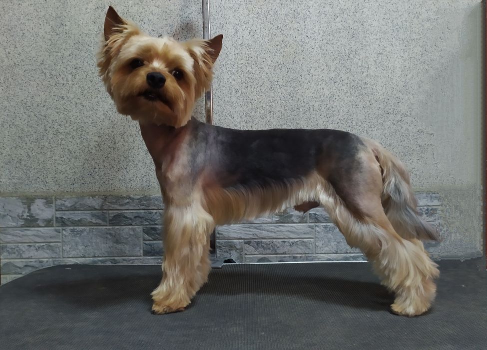 Стрижка собак и кошек.