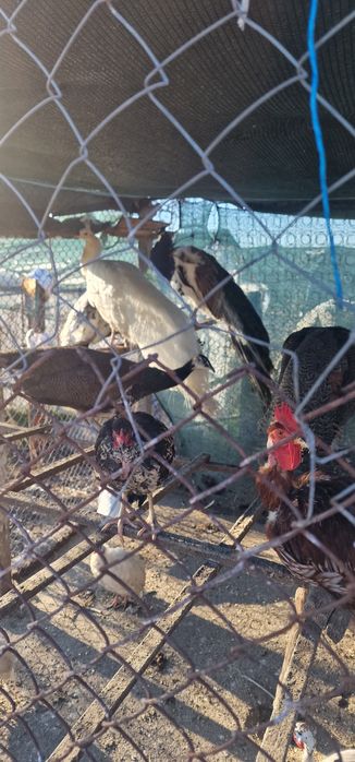 Продавам Пауни, Морски кокошки, Гълъби и Зайци