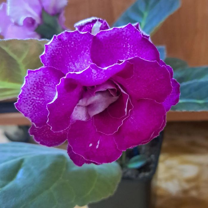 Продам сортовые глоксинии.