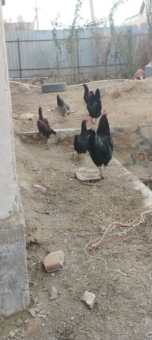 Товуклар ва хуроз сотилади