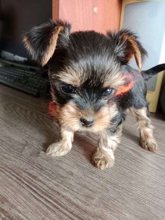 Щенок йоркширского терьера