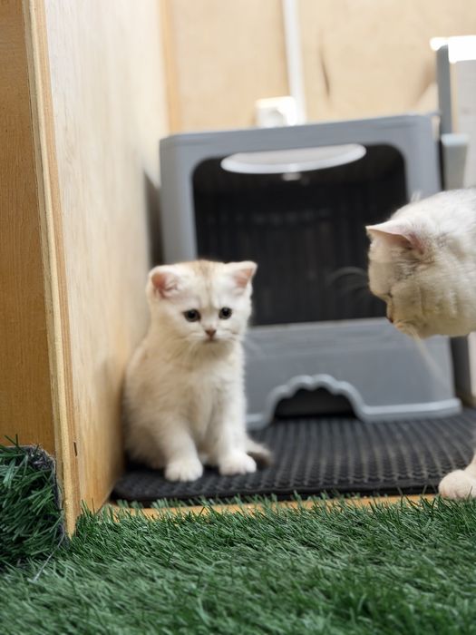 British short hair chinchilla
