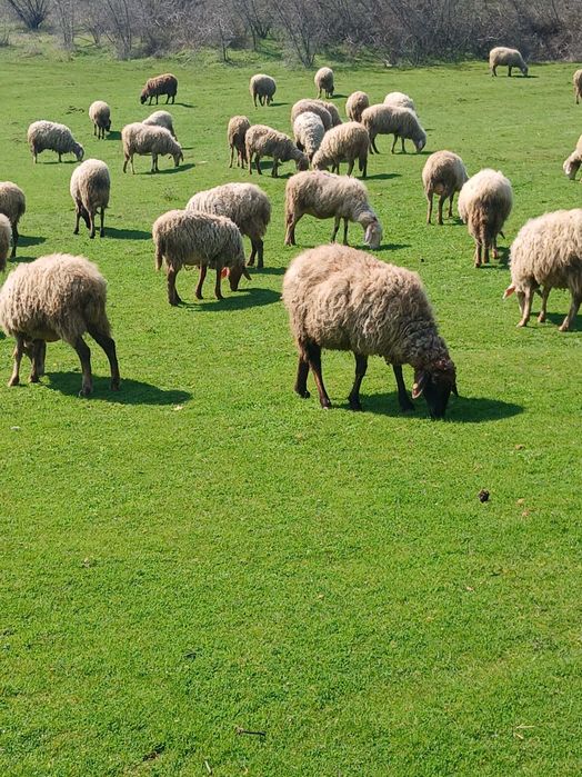 Свободни млади овце