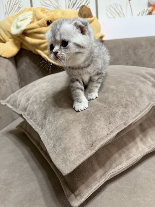 Продам котят шотландцев ,вислоухих