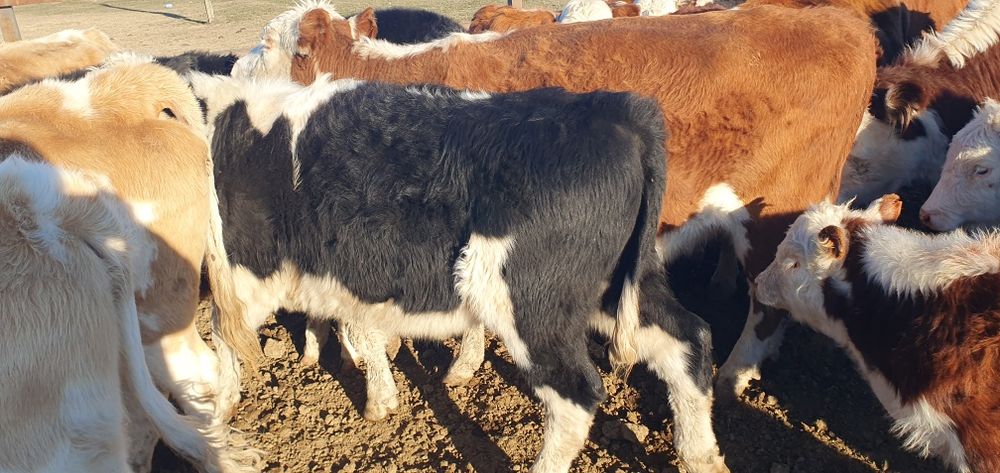 Прода 1.6 год бычок кастрат