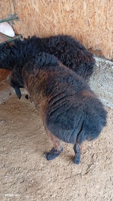 Икита кучкор сотилади бадани семиз соглом хонаки хурон чиройли сифатли