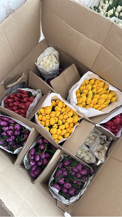 Тюльпаны конкретные