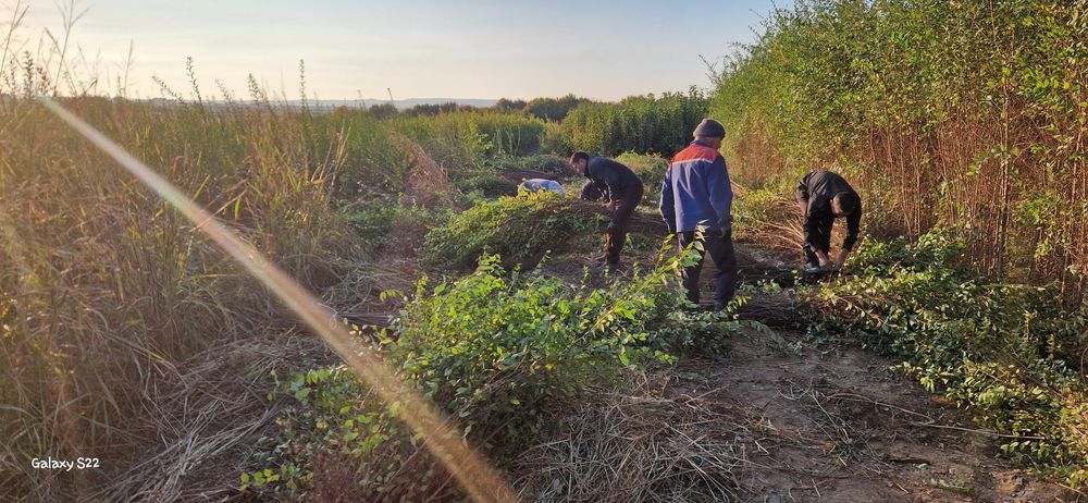 Кошет ассортимент. Саженцы ассортимент