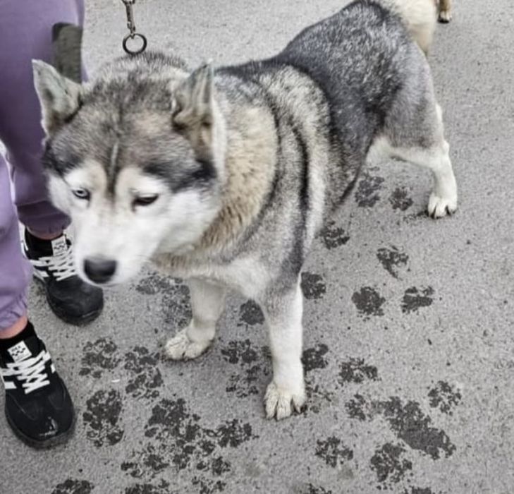 Пропала собака г. Шахтинск, собака хаски