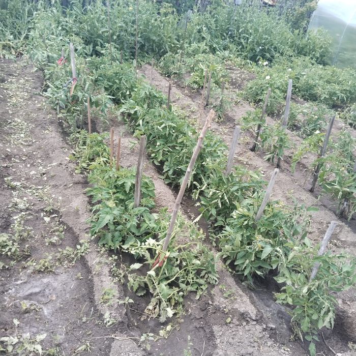 Продам дачу на Черёмушки