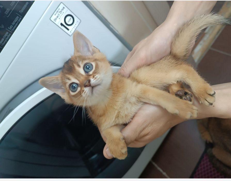 Абиссинский котёнок.
