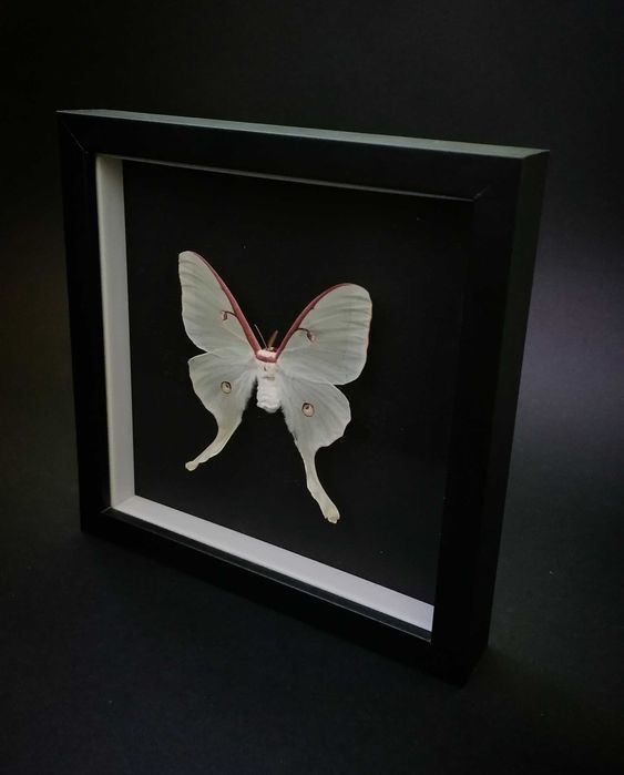 Истинска пеперуда в рамка , Уникален подарък , Препарирани пеперуди