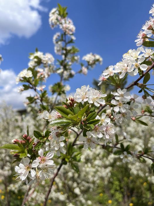 Сдам дачу в аренду