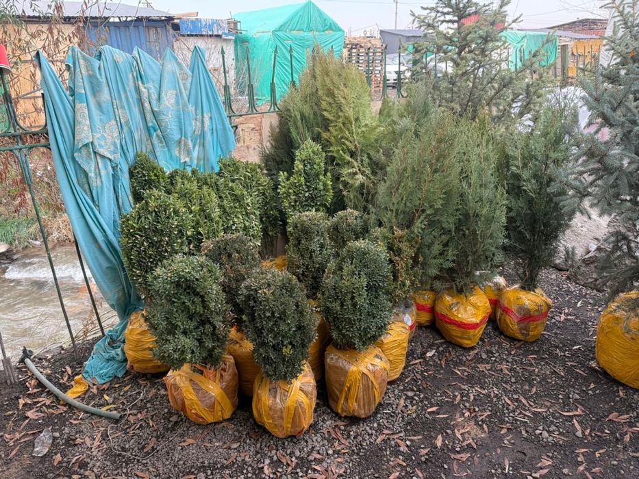 Продается саженцы оптом и в розницу