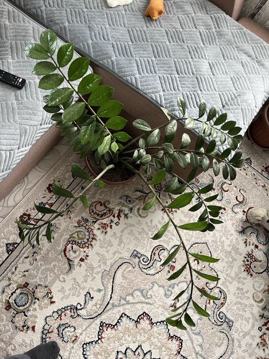 Продам большие домашние цветы