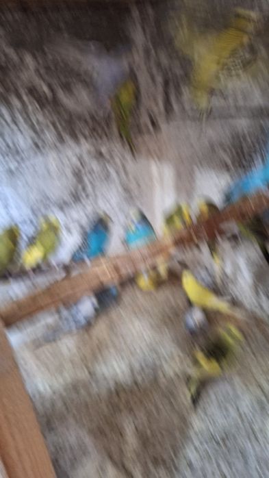 Vand ninfe , perusi semi standard