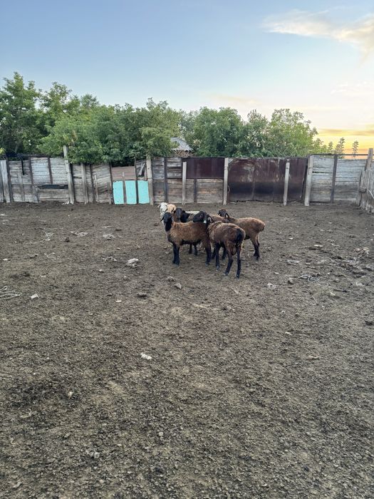 Продам кошакор для размножения