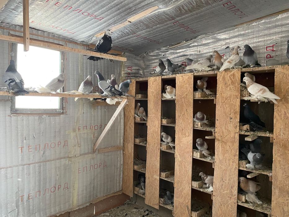 Продам голубей игровых