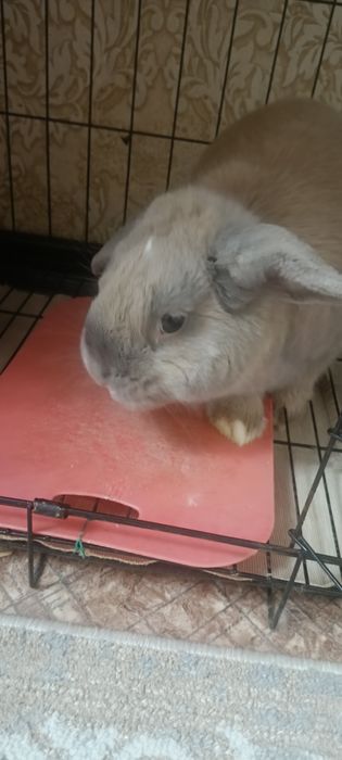 Продам декоративного кролика