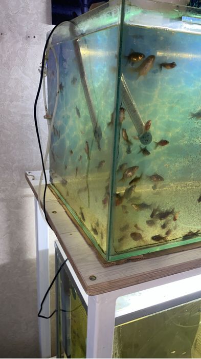 Продаются оранды по приятным ценам