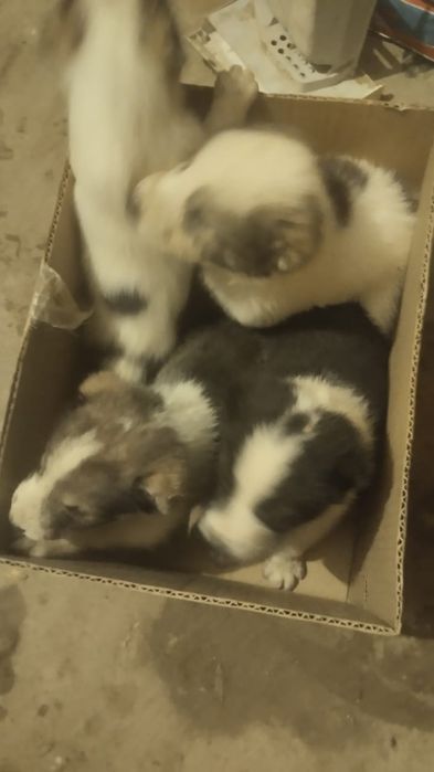 Продажа щенятАлабая